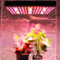 Plantes d&#39;intérieur à ampoule LED à spectre complet